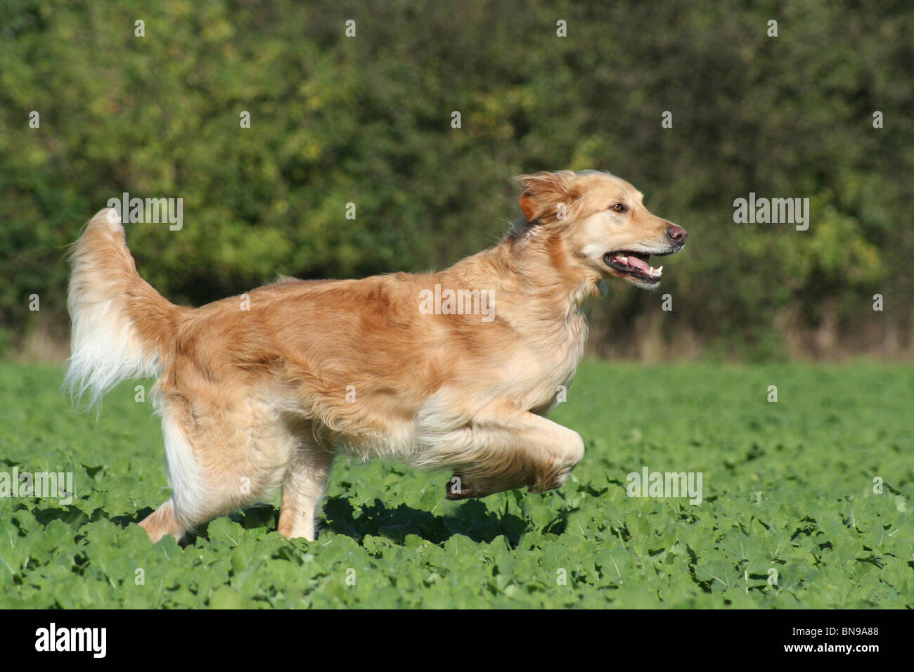 Galloping golden retriever hi-res stock photography and images - Alamy