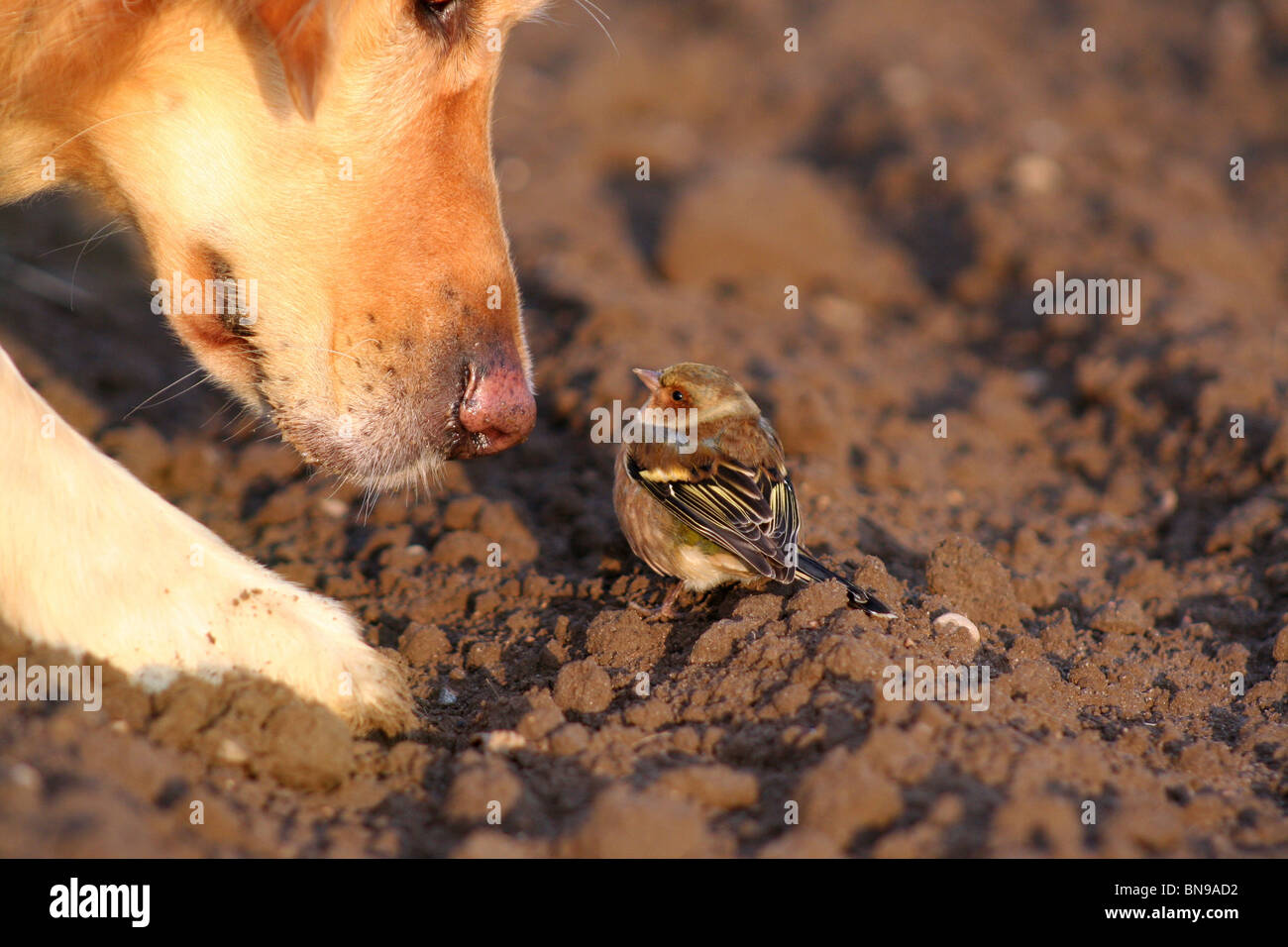 dog & bird Stock Photo Alamy