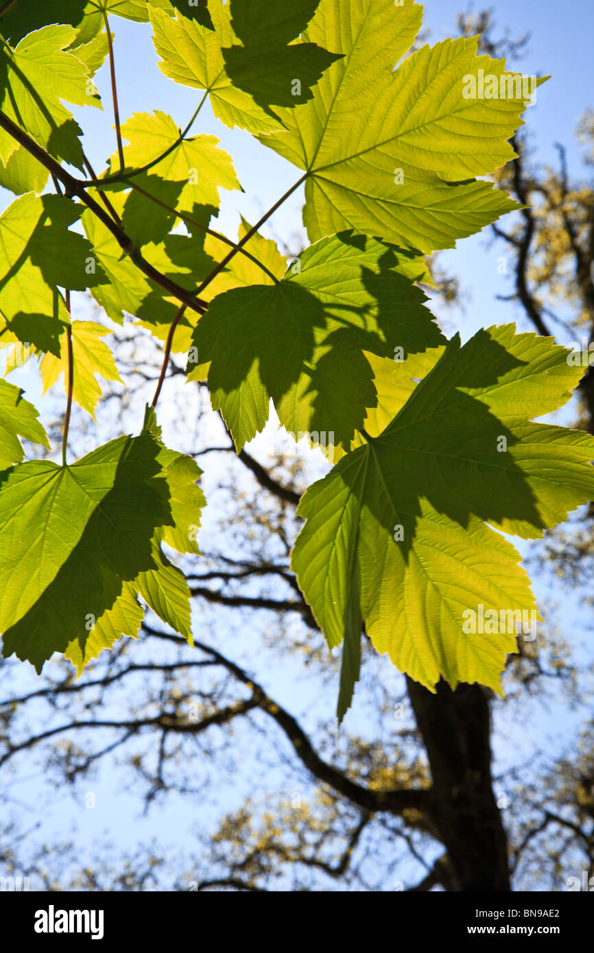 Sycamore leaves with leaf shadows on them against a blue sky Stock Photo