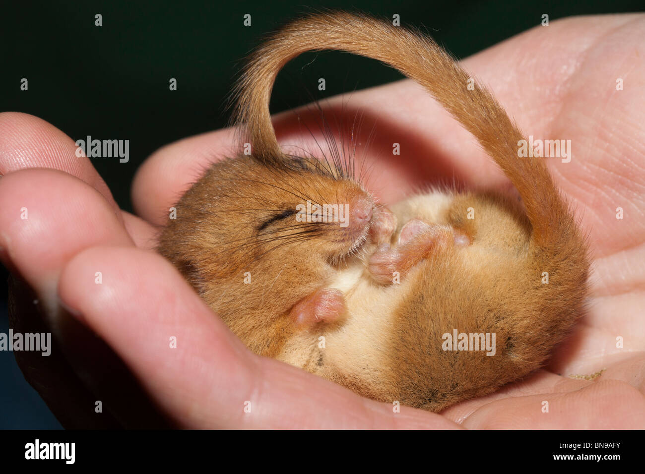 Torpid dormouse, near Ruthin, North Wales. Stock Photo