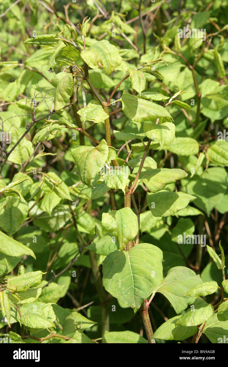 Giant Knotweed, Reynoutria sachalinensis, Polygonaceae, North East Asia Stock Photo