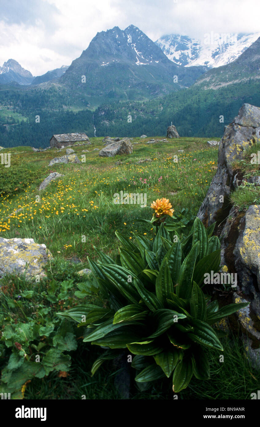 Spotted gentian, Gentiana punctata, Gran Paradiso National Park, Italy Stock Photo