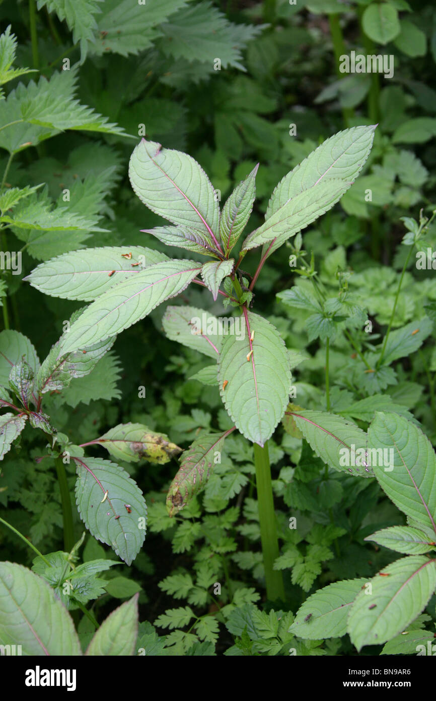 Himalayan Balsam, Impatiens glandulifera, Balsaminaceae. Young Plants in Spring Woodland. Aka Indian Balsam Stock Photo
