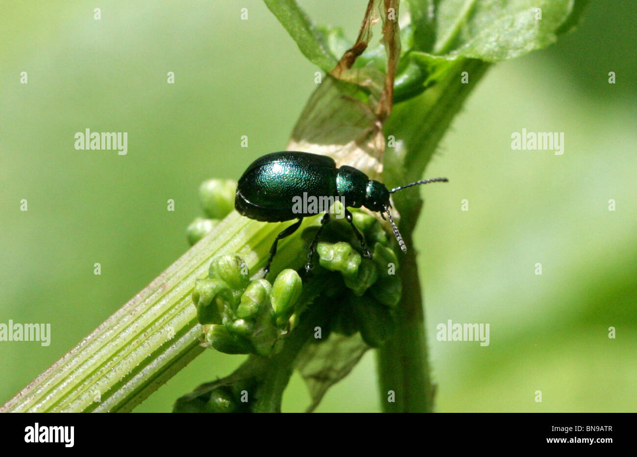 Green Dock Beetle, Gastrophysa viridula, Chrysomelidae, Chrysomeloidea, Coleoptera. Blister Beetles (Meloidae). Female. Stock Photo