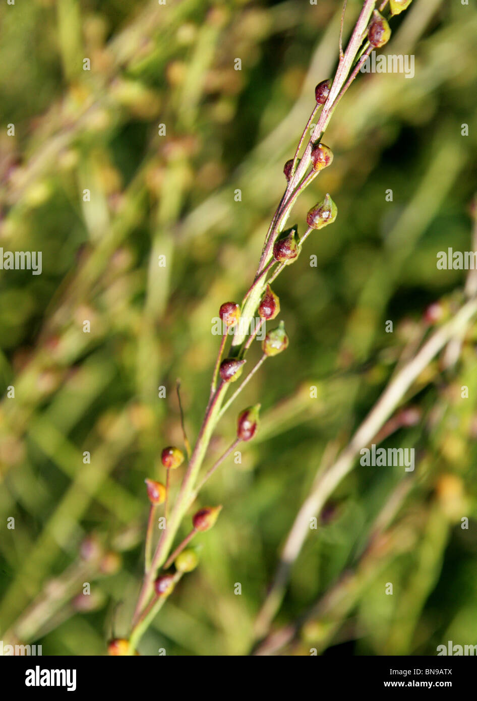 Seed Heads of Ball Mustard, Neslia paniculata, Brassicaceae Stock Photo