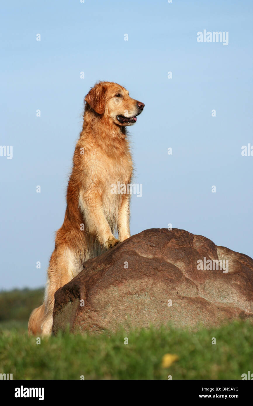 standing Golden Retriever Stock Photo - Alamy