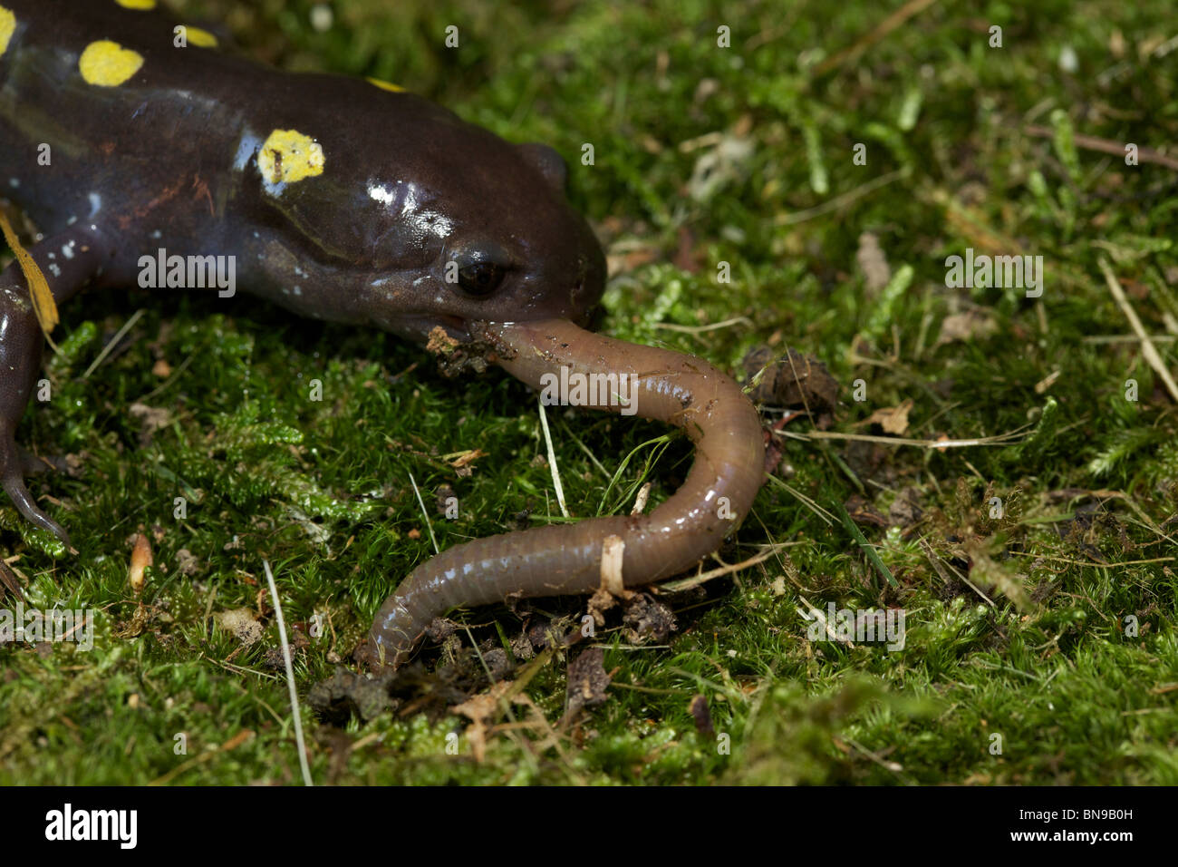 Spotted Salamander Eating a Worm (Ambystoma maculatum) New York USA