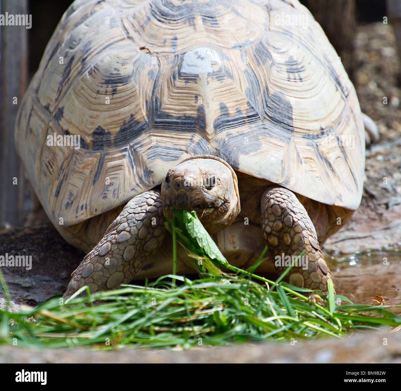 Eastern Leopard Tortoise (Stigmochelys pardalis) eating leaf (captive