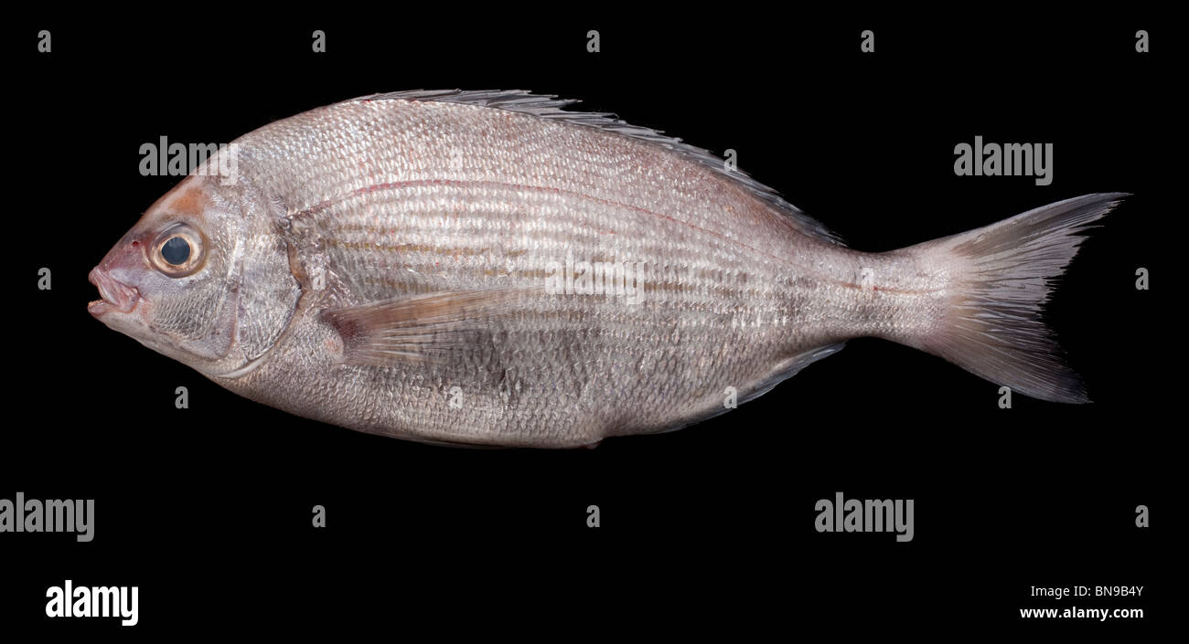 Bream sea fish, a European species of freshwater fish in the family Cyprinidae Stock Photo