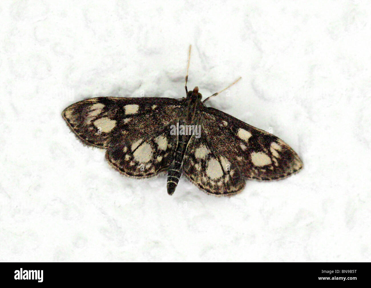 Crowned Phlyctaenia Moth, Phlyctaenia coronata, Crambidae, Lepidoptera. A pyralid moth. grass moth family. Stock Photo