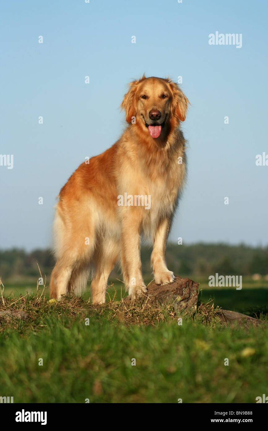 standing Golden Retriever Stock Photo - Alamy