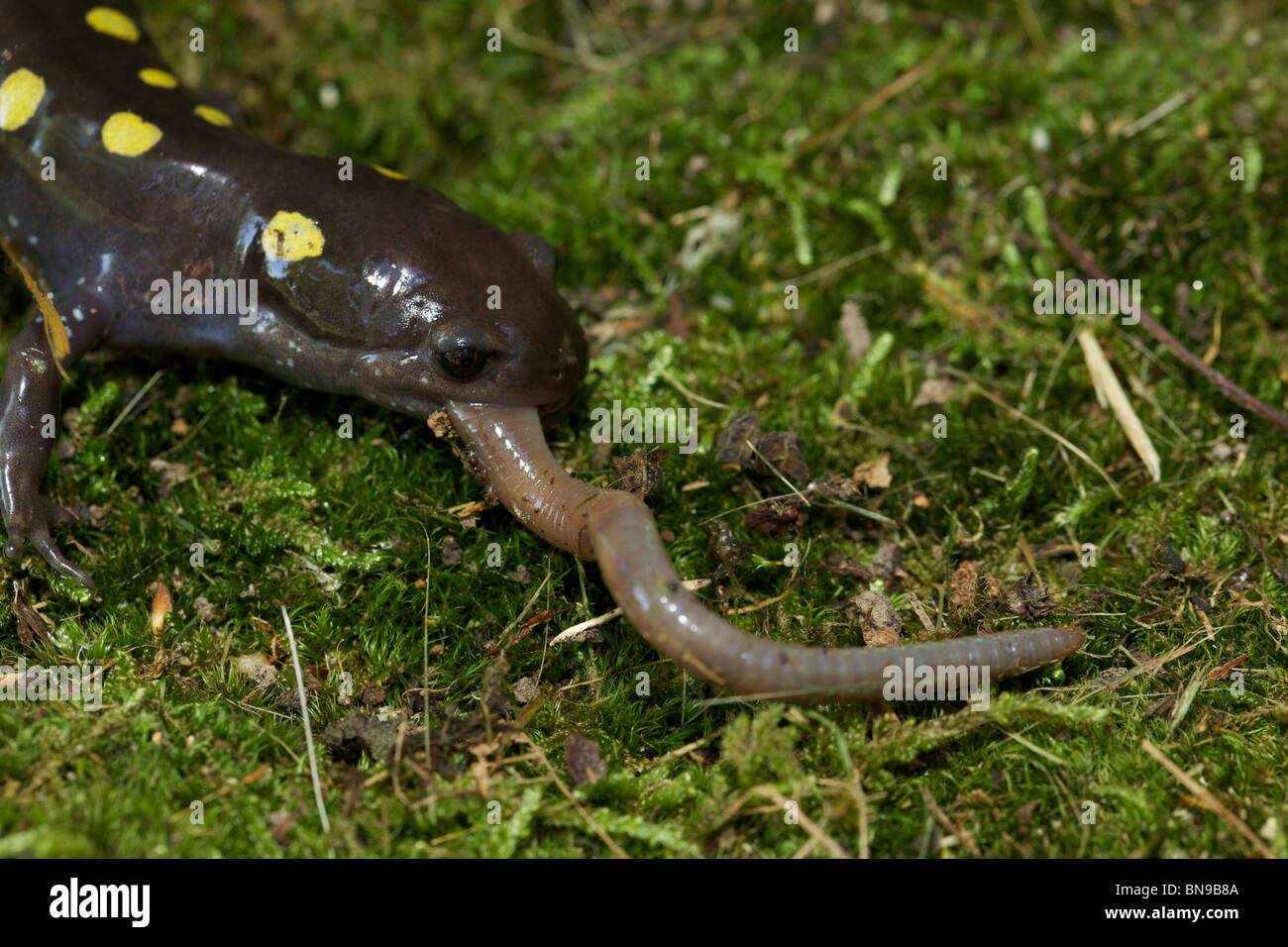 Spotted Salamander Eating a Worm (Ambystoma maculatum) New York USA