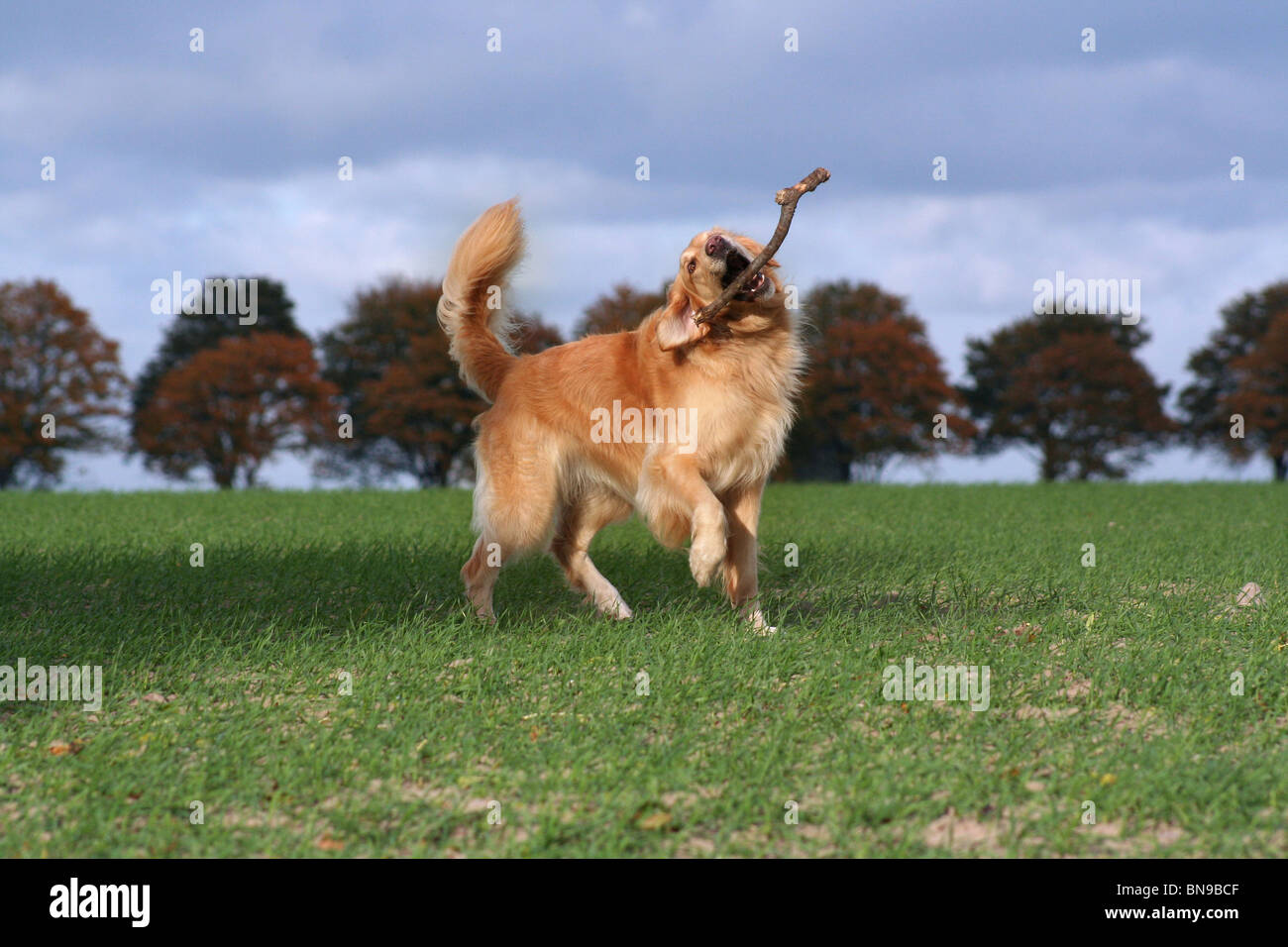 running Golden Retriever Stock Photo - Alamy