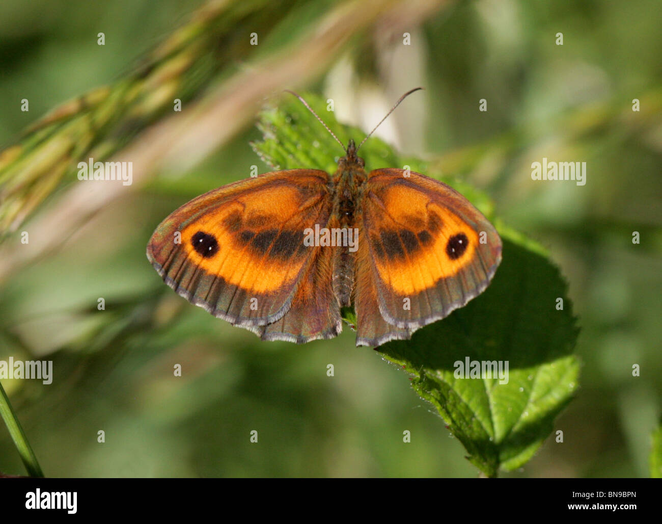Gatekeeper Or Hedge Brown Butterfly Pyronia Tithonus Nymphalidae gatekeeper-or-hedge-brown-butterfly-pyronia-tithonus-nymphalidae