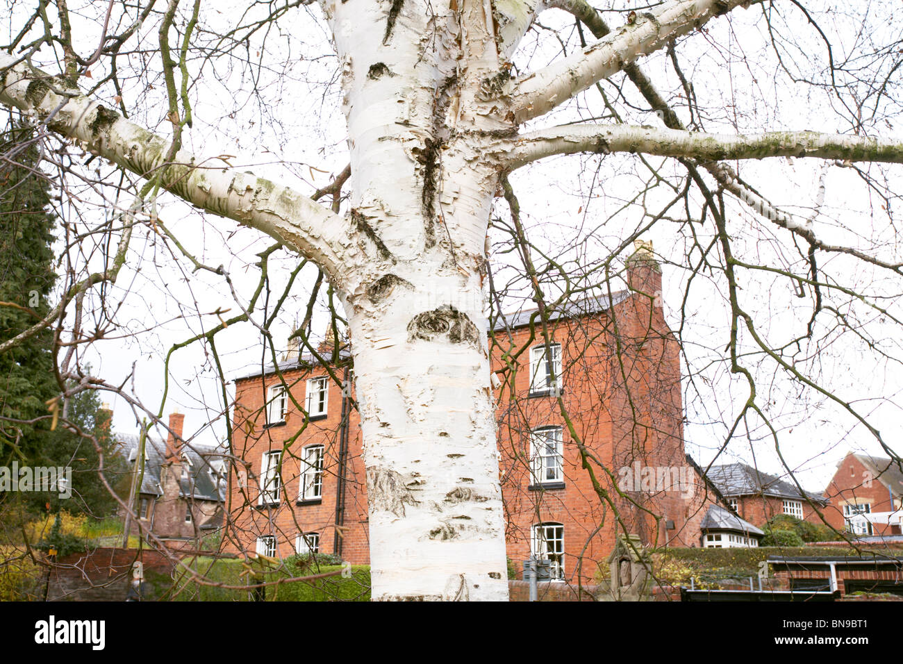 Silver Birch tree in Hereford, England, UK Stock Photo