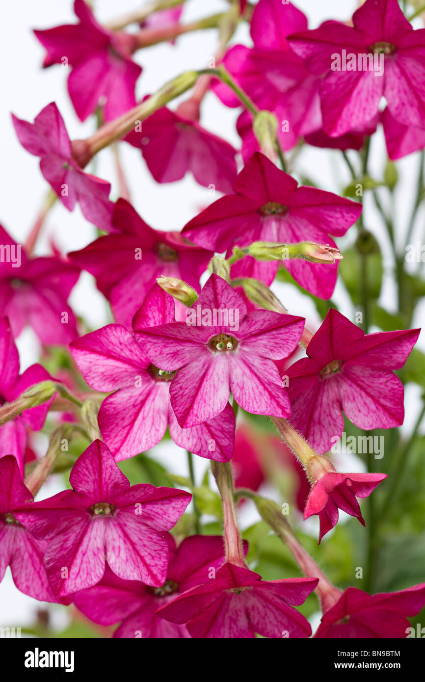 Pink Tobacco plant flowers (Nicotiana tabacum) on white background Stock  Photo