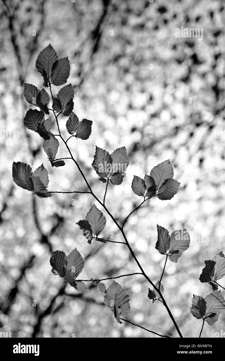 Tree leaves Black and White Stock Photos & Images - Alamy