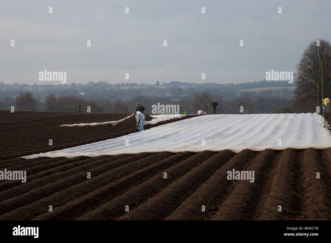 Covering early potato plants with plastic sheeting. Stock Photo