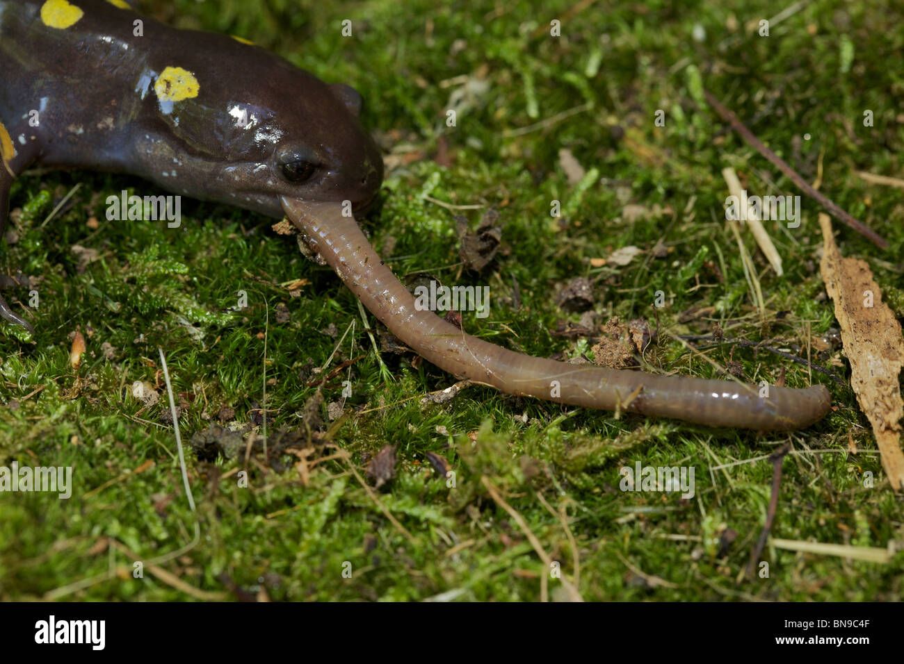 Spotted Salamander Eating a Worm (Ambystoma maculatum) New York USA