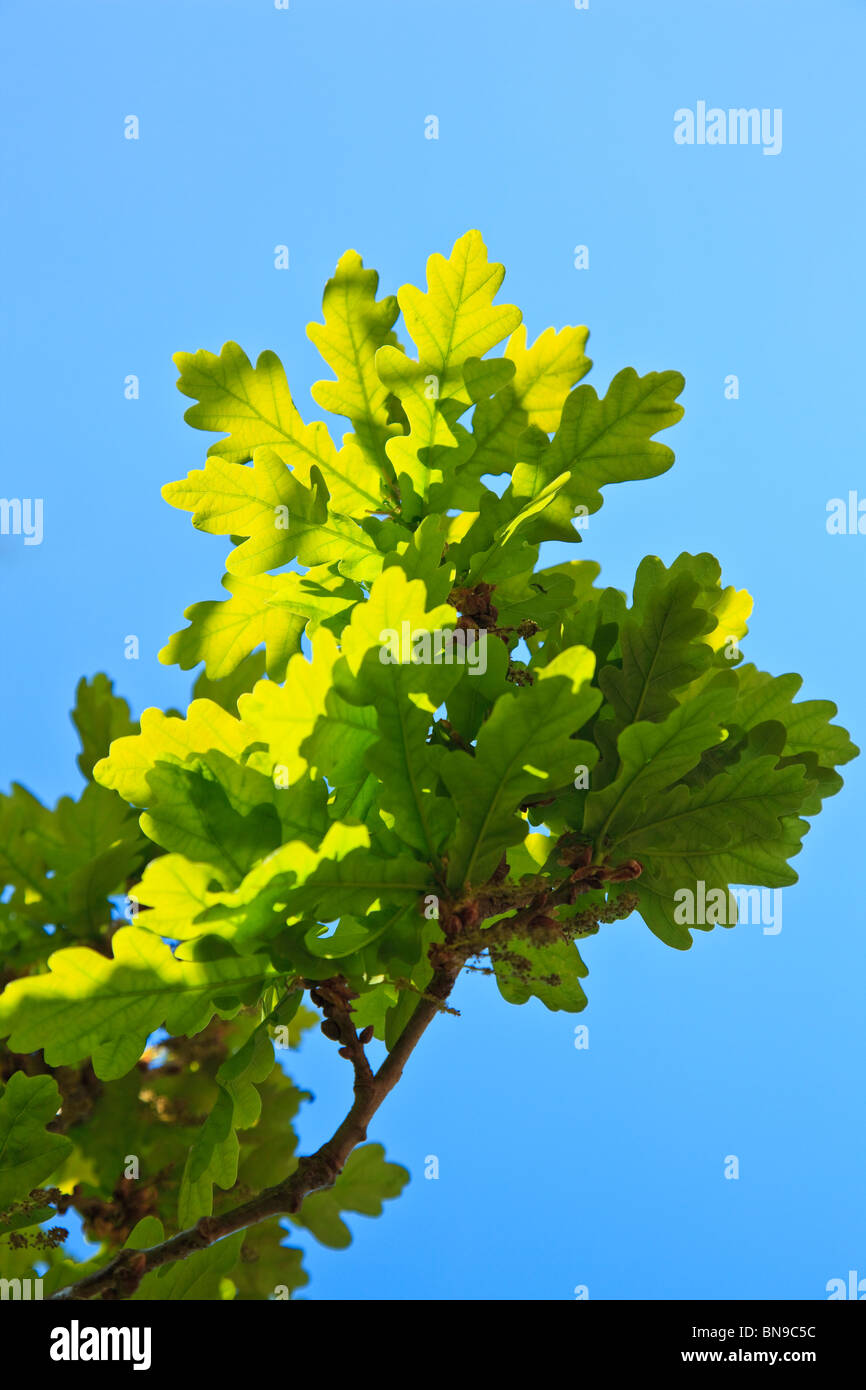 Bright green new Oak leaves against a blue sky Stock Photo