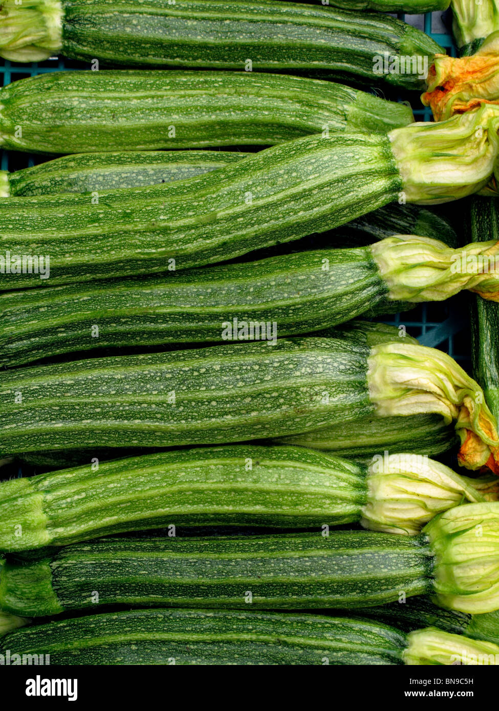 courgettes with flowers Stock Photo Alamy