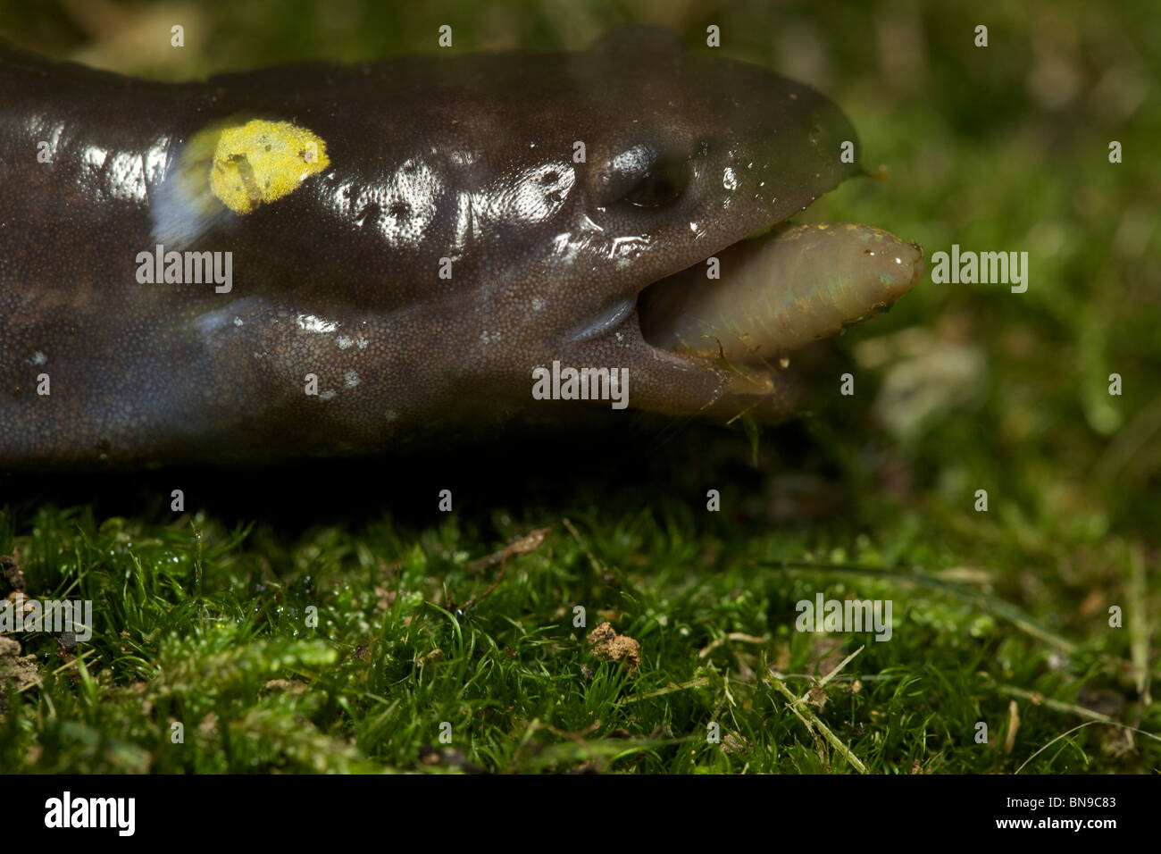 Spotted Salamander Eating a Worm (Ambystoma maculatum) New York USA