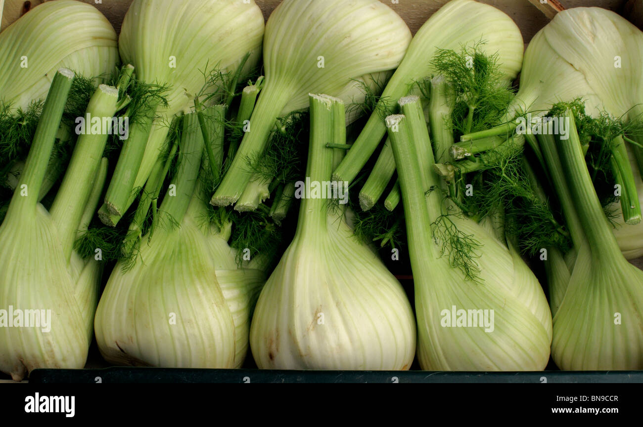 Florence fennel hires stock photography and images Alamy