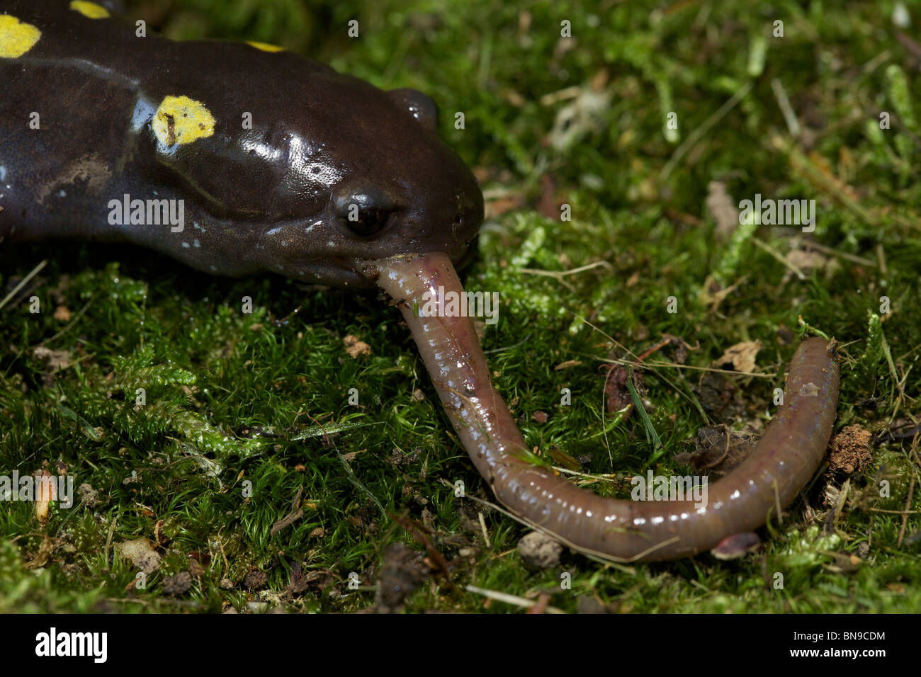 Spotted Salamander Eating a Worm (Ambystoma maculatum) New York USA
