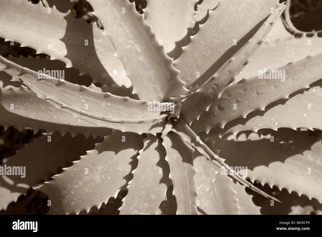 Aloe Vera Cactus Stock Photo - Alamy