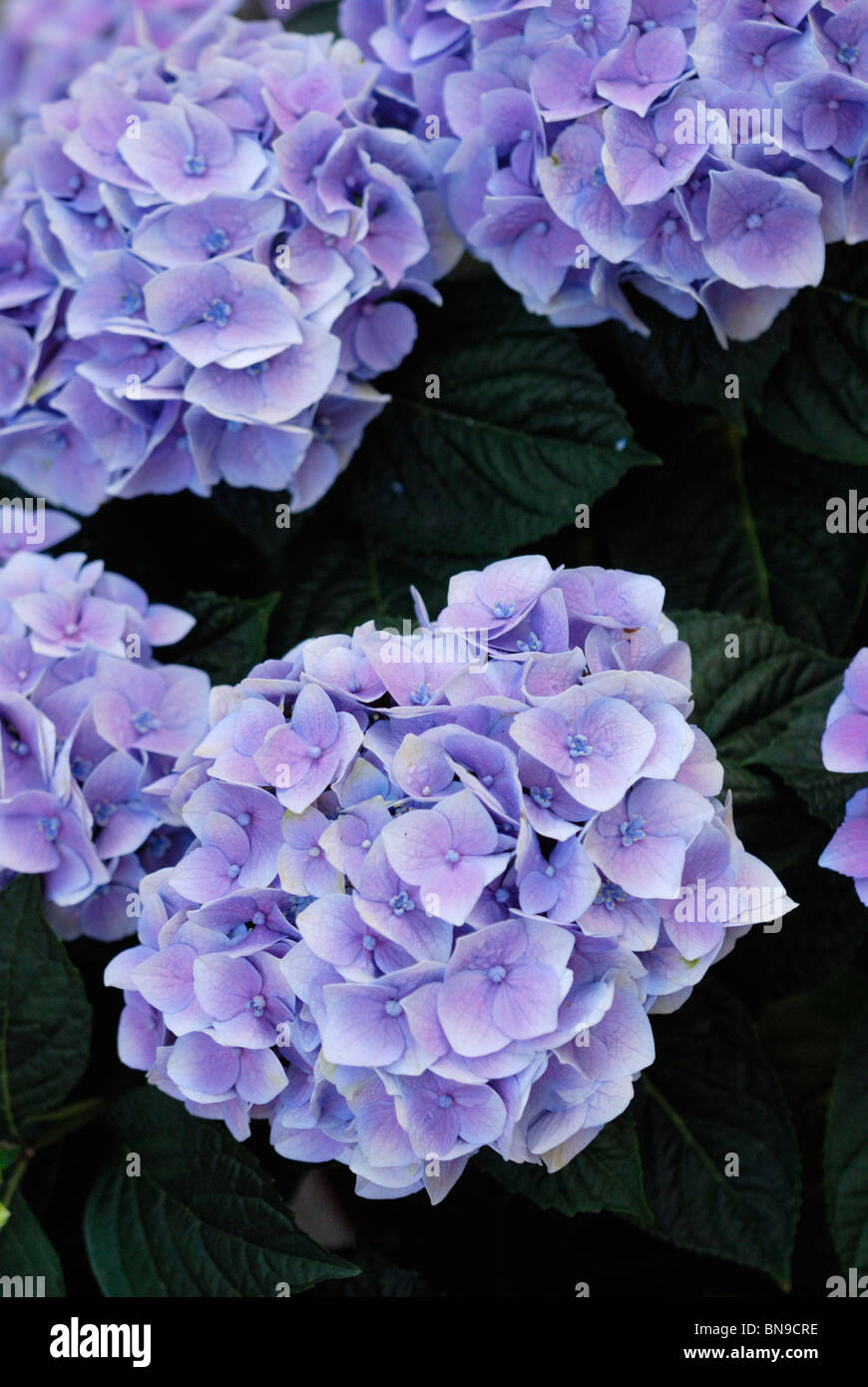 Hydrangea macrophylla hi-res stock photography and images - Alamy