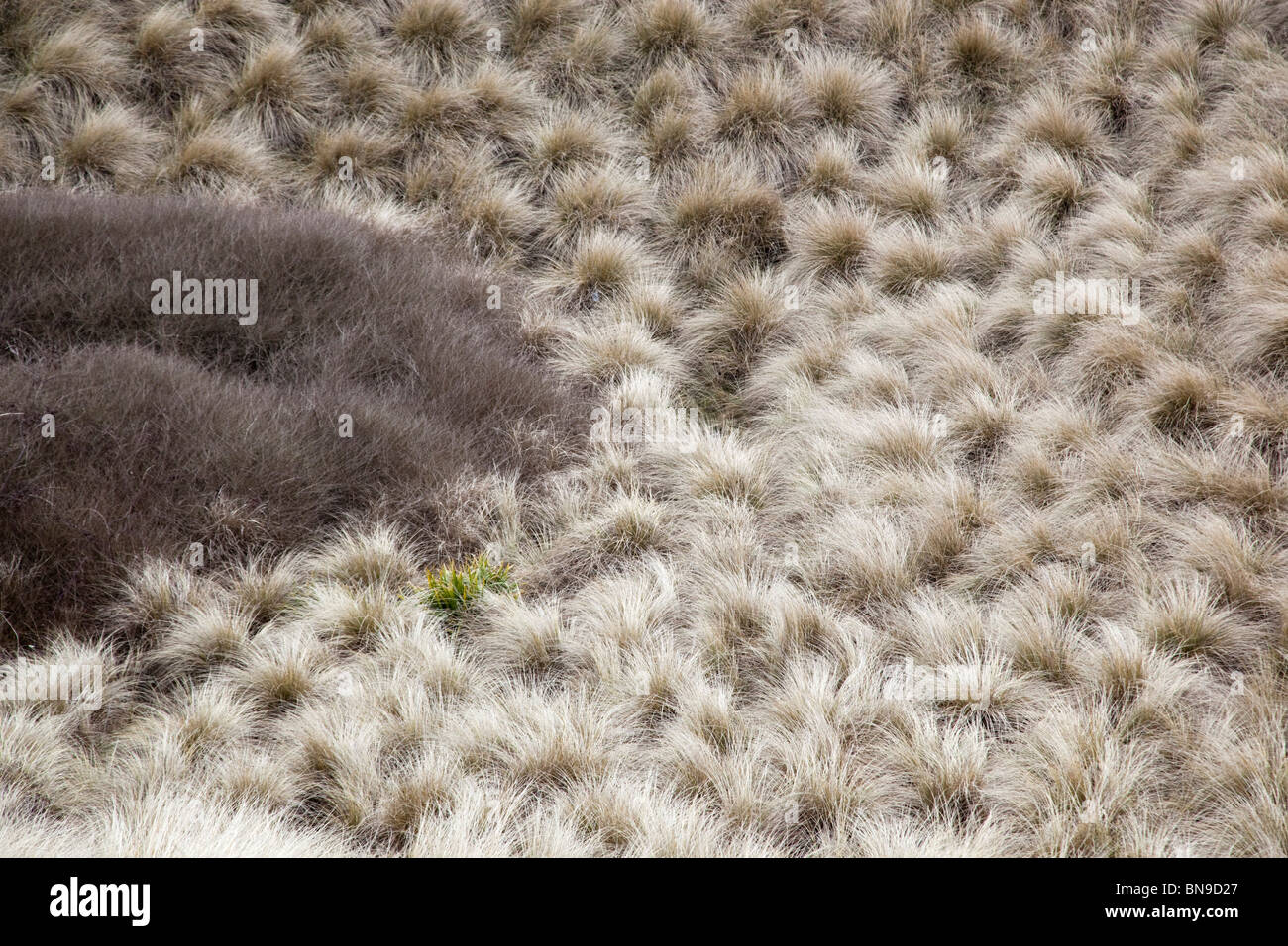 Marram Grass; Ammophila arenaria; patterns Stock Photo