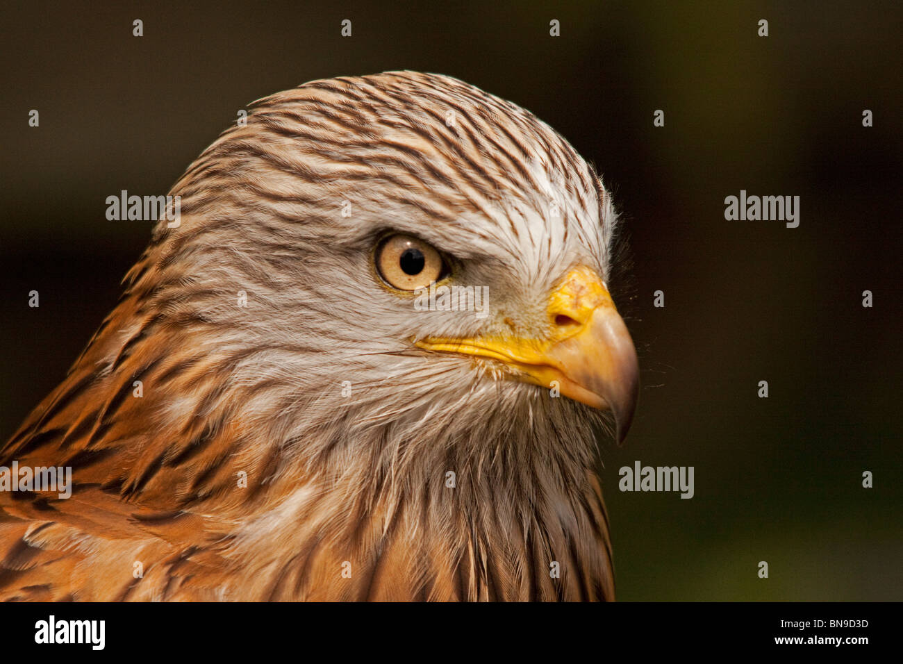 Portrait of a Red Kite Stock Photo