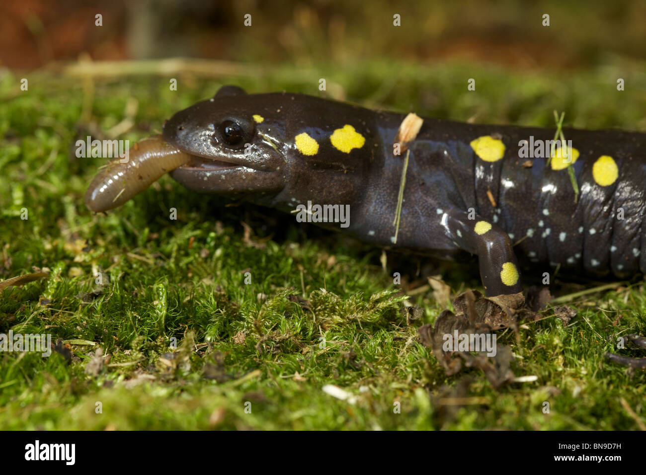 Spotted Salamander Eating a Worm (Ambystoma maculatum) New York USA