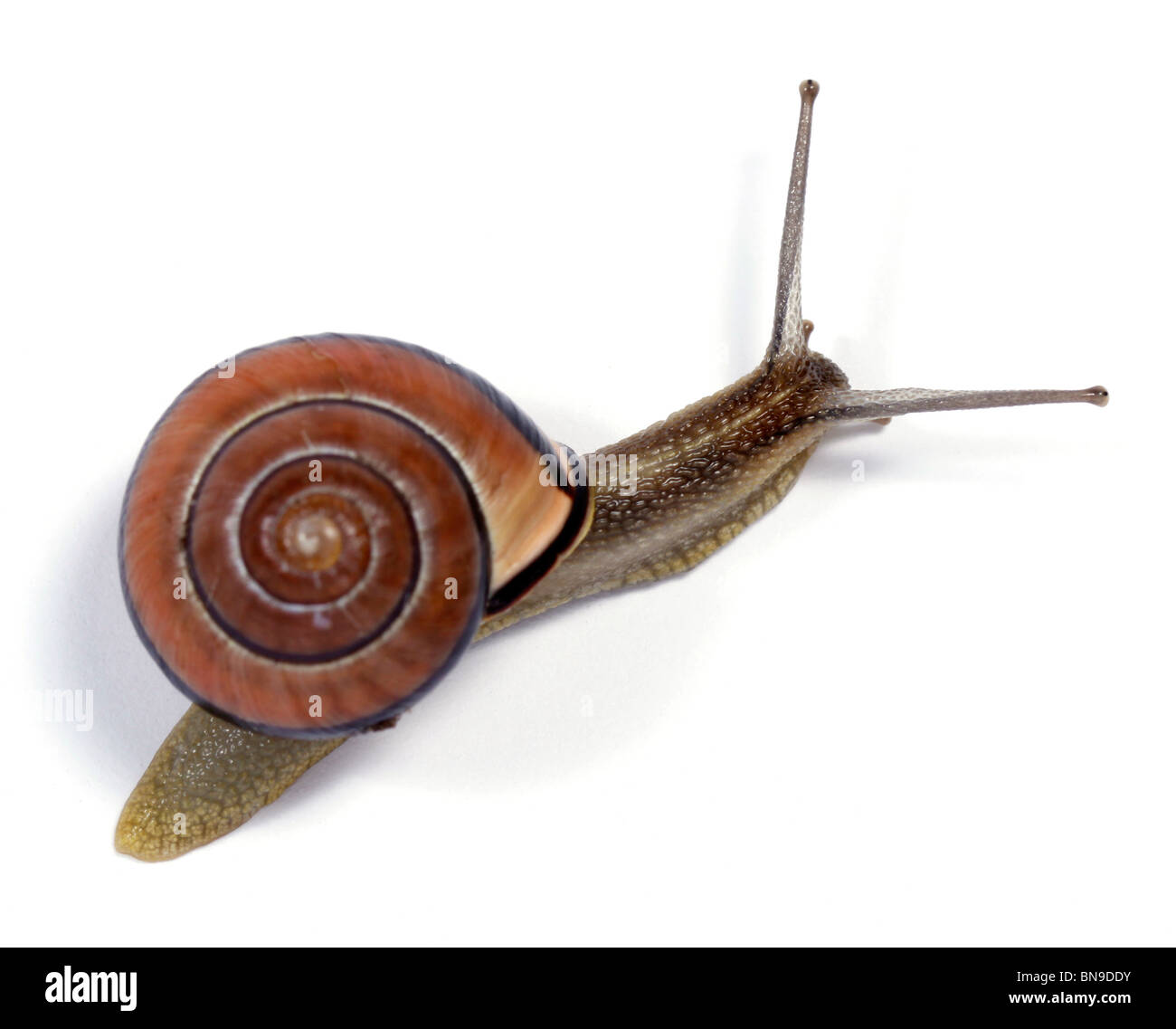 White-lipped snail on the white background Stock Photo