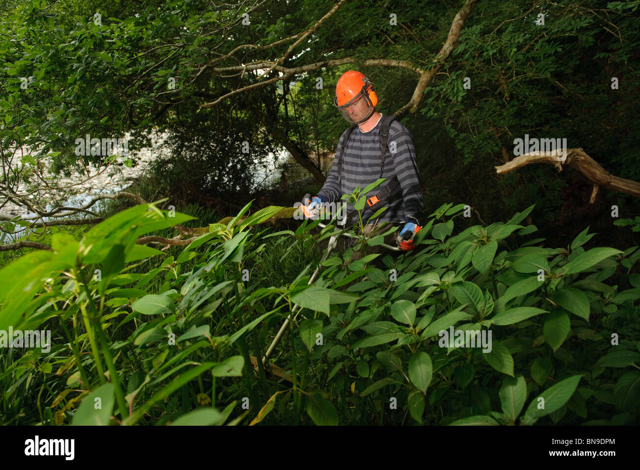 Countryside Council for Wales contractor TOM TAYLOR working to eradicate the invasive plant Himalayan Balsam from River Ystwyth Stock Photo