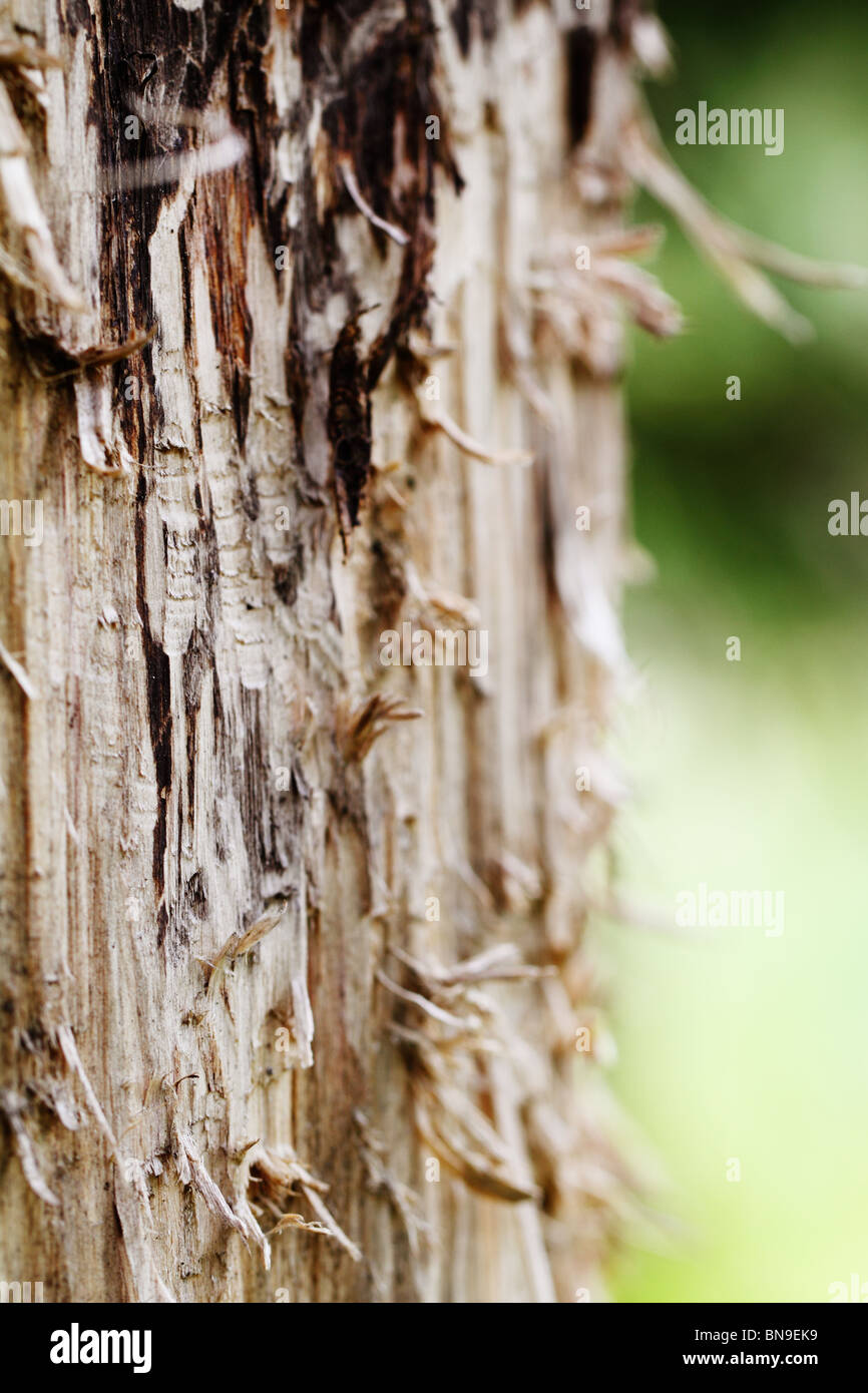 Beaver gnawing on a tree Stock Photo