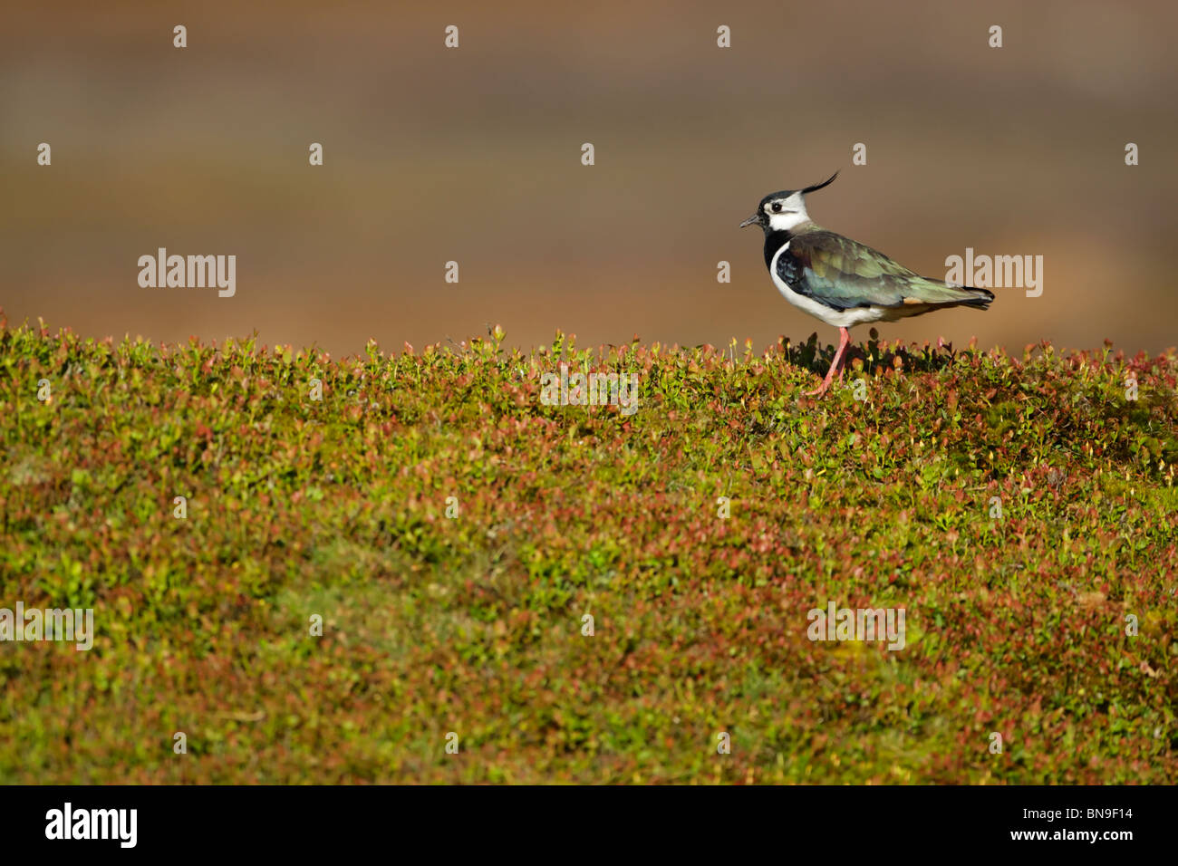 Lapwing (Vanellus vanellus) standing on moorland among bilberry plant leaves Stock Photo