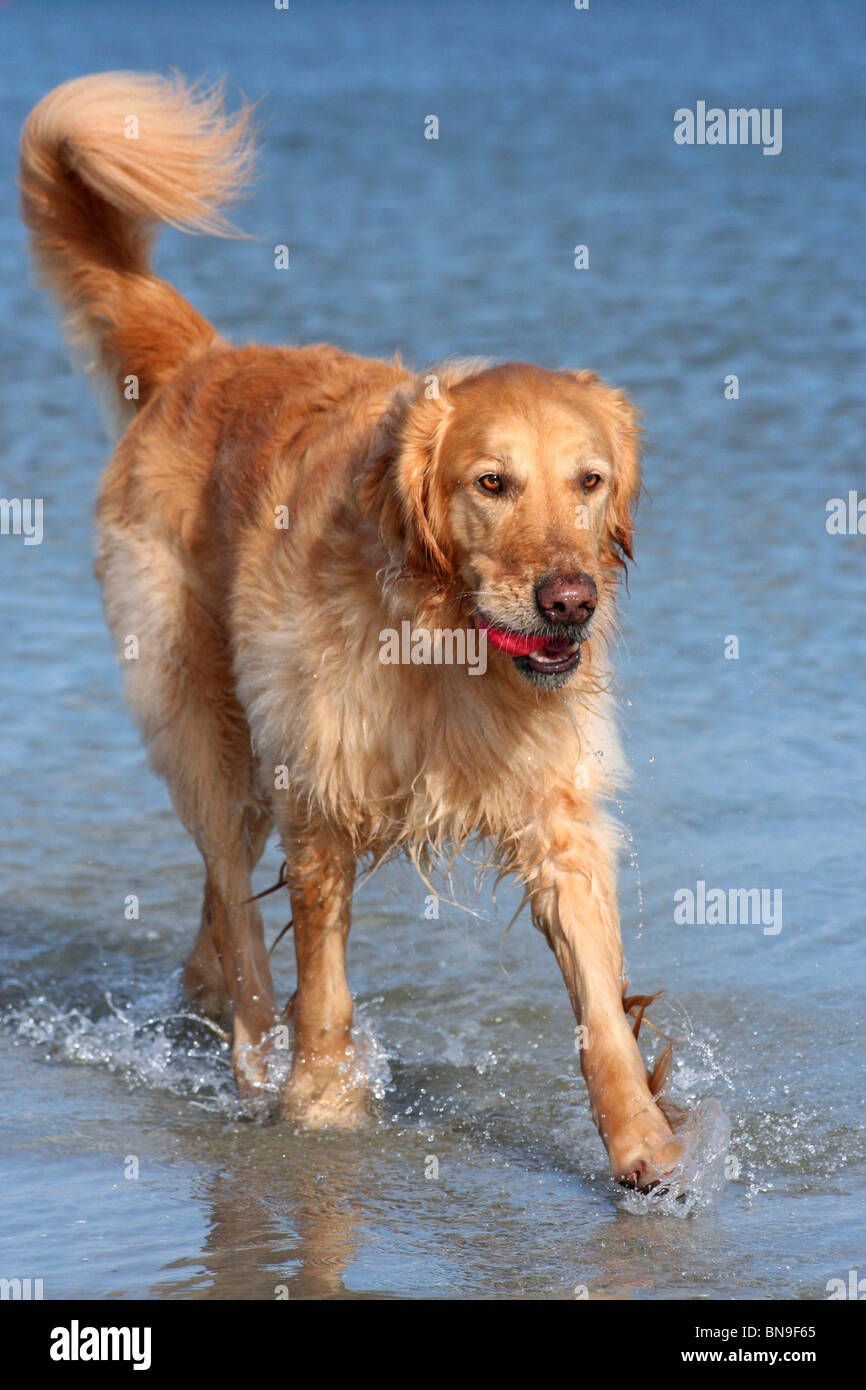 Golden retriever dog walks hi-res stock photography and images - Alamy