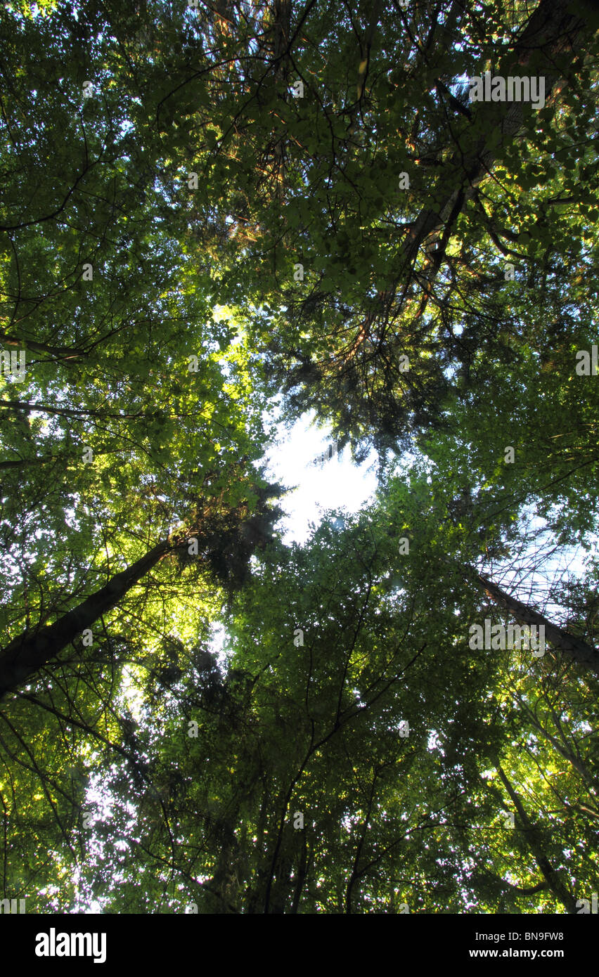 A look up into the tree tops in Bialowieza, one of Europe's last untouched lowland forests Stock Photo