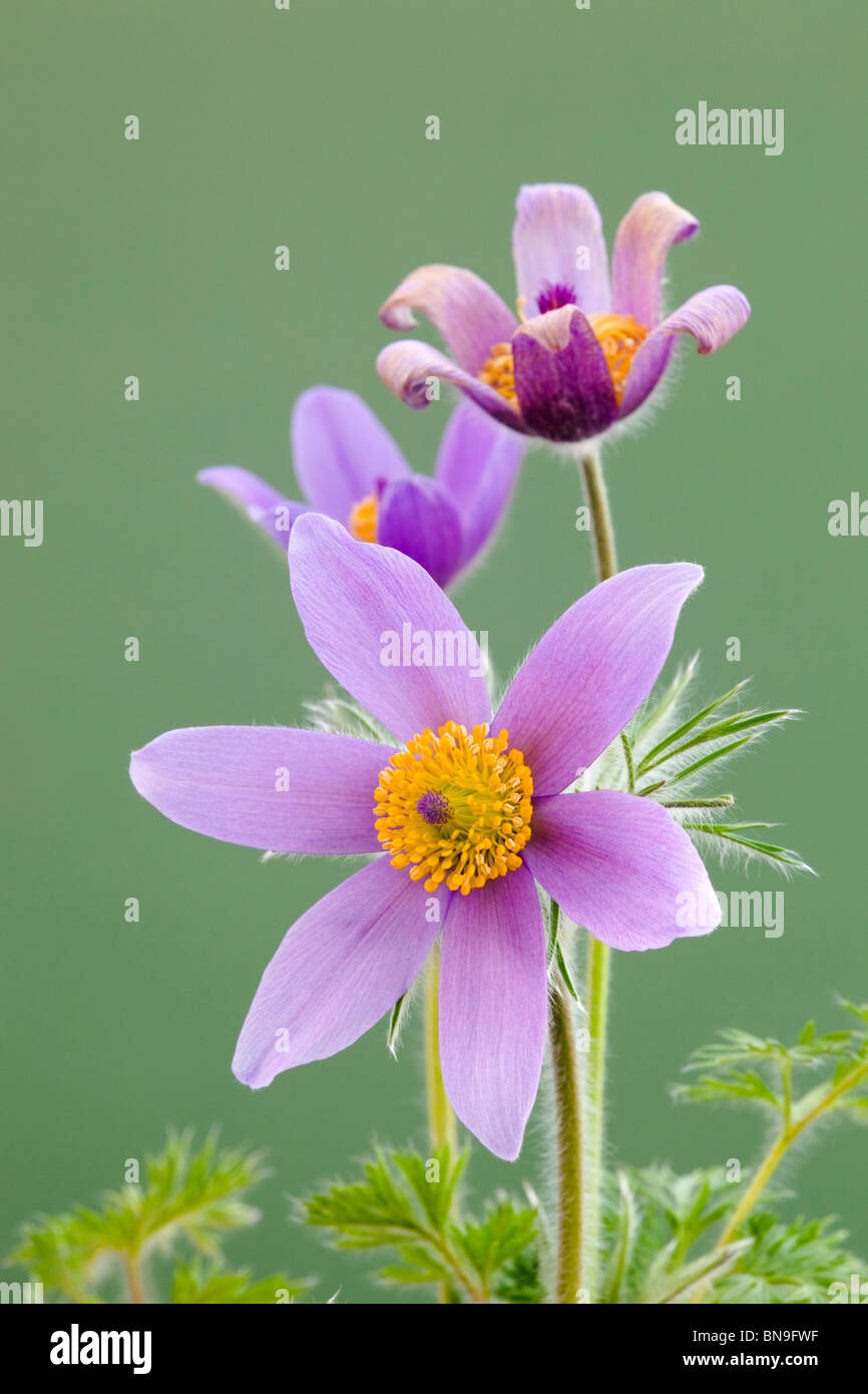 Pasque flower; Pulsatilla vulgaris; Stock Photo