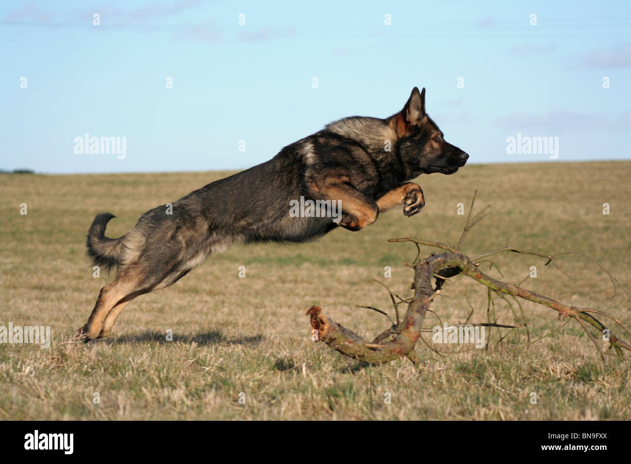 German Shepherd Jumping High Resolution Stock Photography and Images Alamy