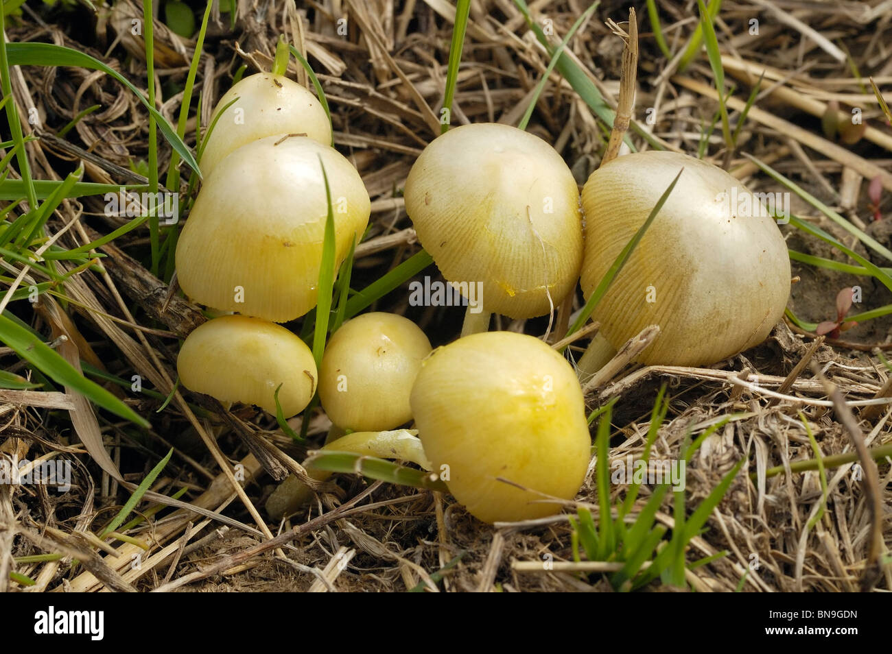 Dung Roundhead or Yellow Fieldcap fungus - Bolbitius vitellinus Stock Photo