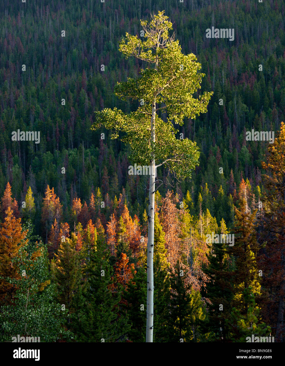 Quaking aspen trees wasatch mountains hires stock photography and