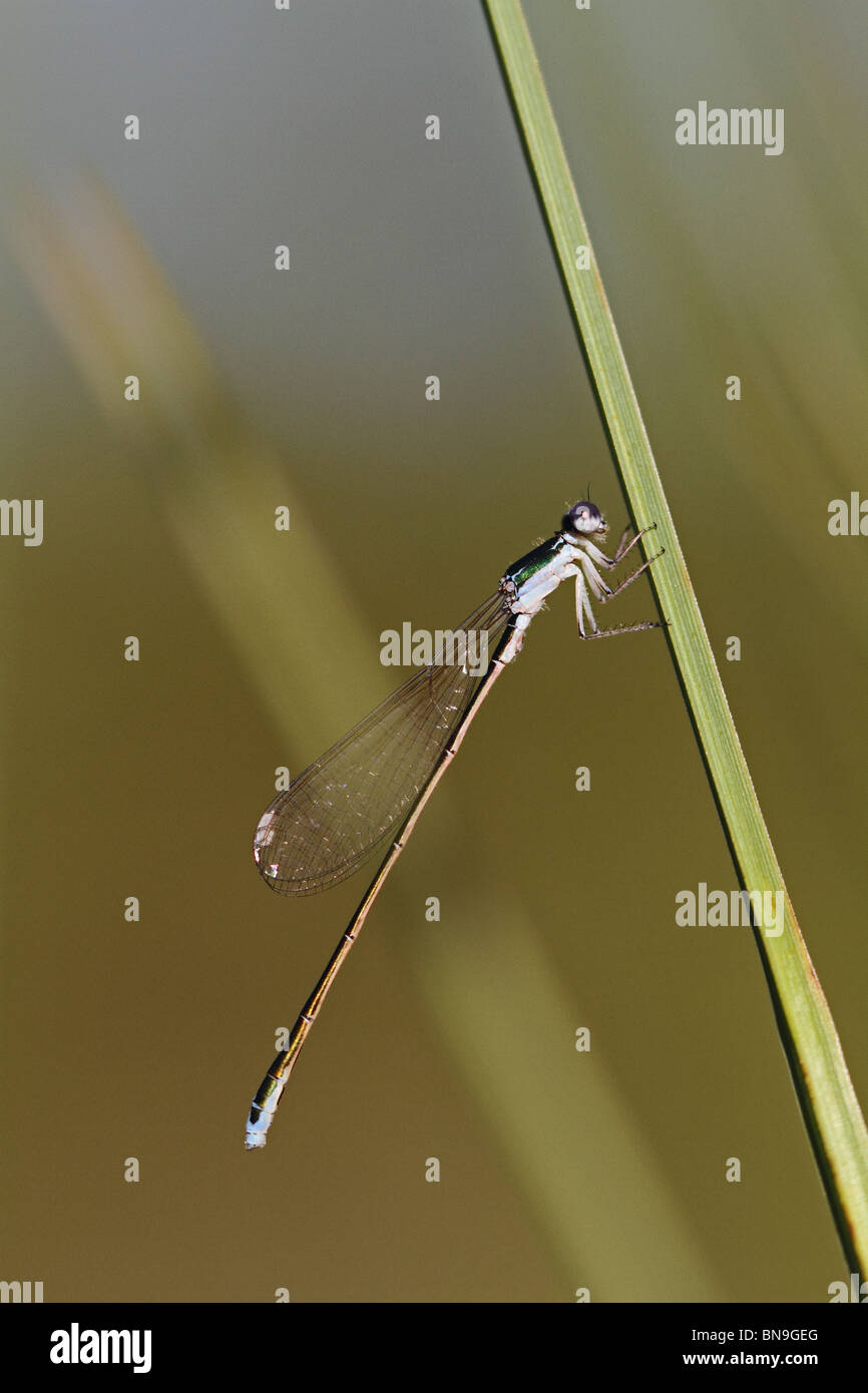 pygmy-damselfly-nehalennia-speciosa-also-known-as-sedgling-stock
