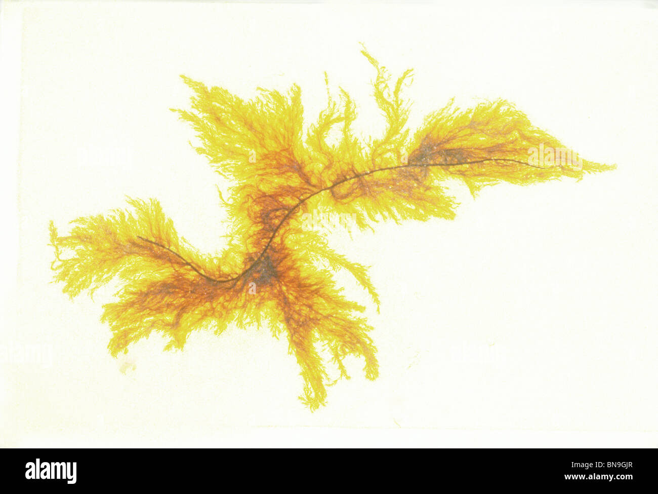 Ectocarpus siliculosus brown alga seaweed Stock Photo