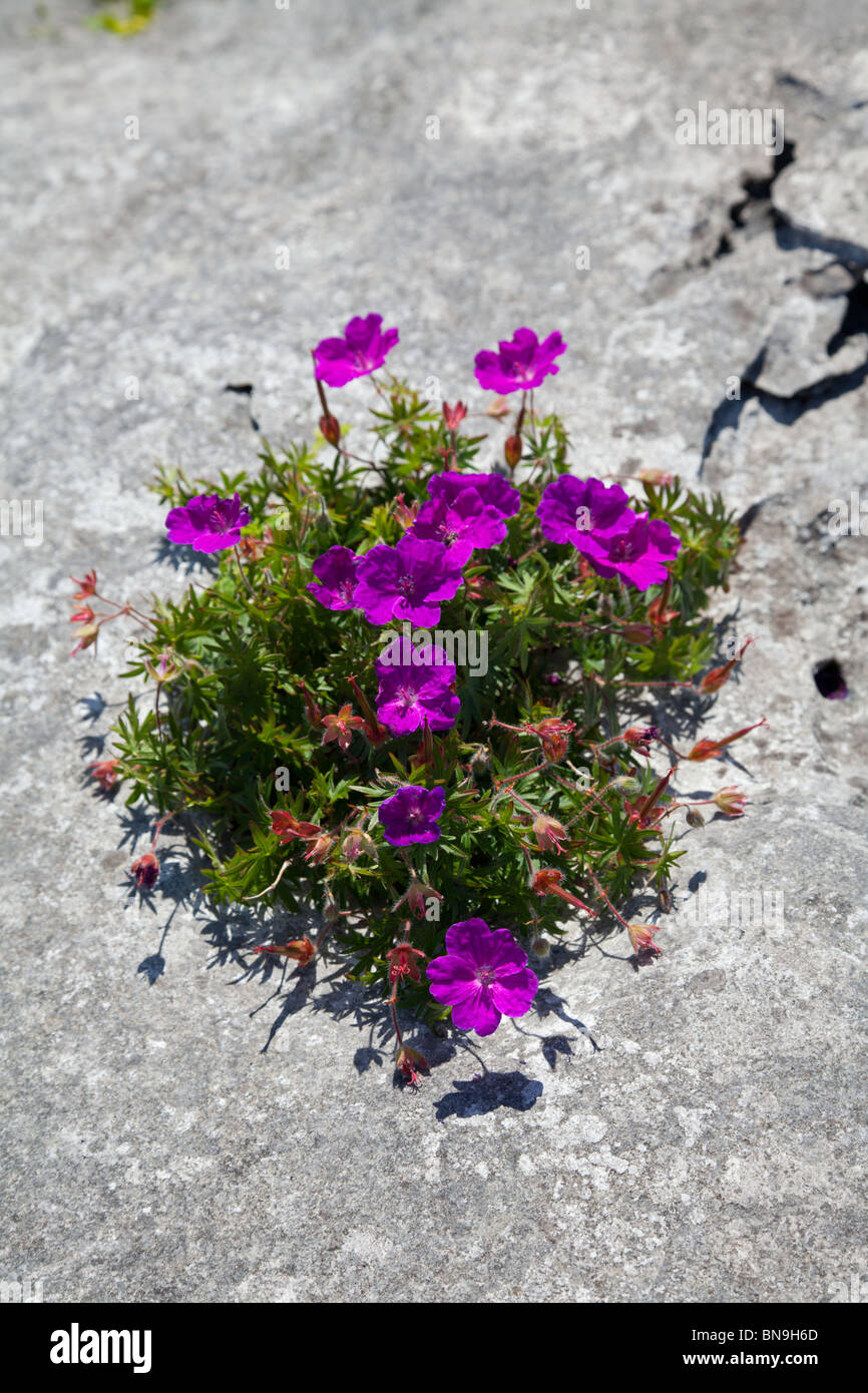 Flowers growing in a crack in the rocks on the Burren, Co. Clare, Ireland Stock Photo