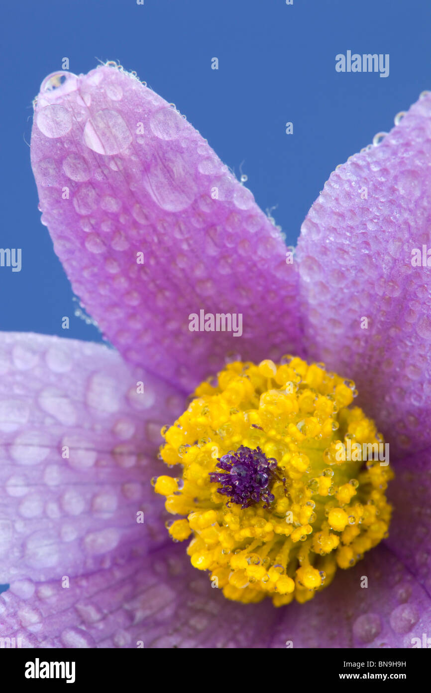 Pasque flower; Pulsatilla vulgaris; Stock Photo
