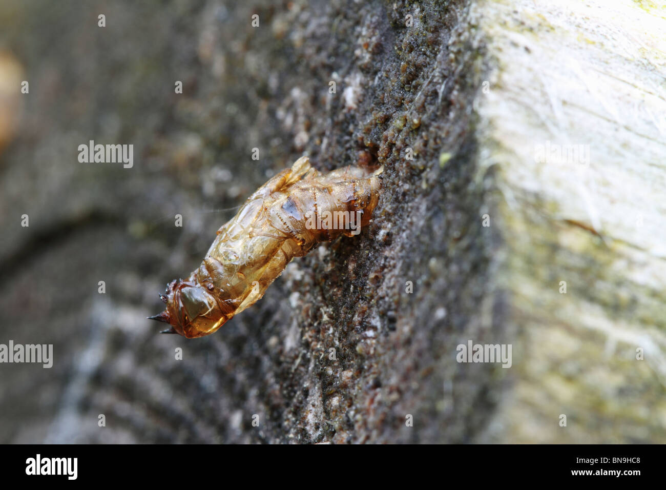 Diptera life cycle hi-res stock photography and images - Alamy