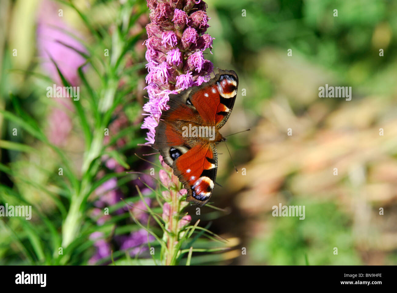 Peacock Butterfly Feeding on Foxtail Lily Stock Photo