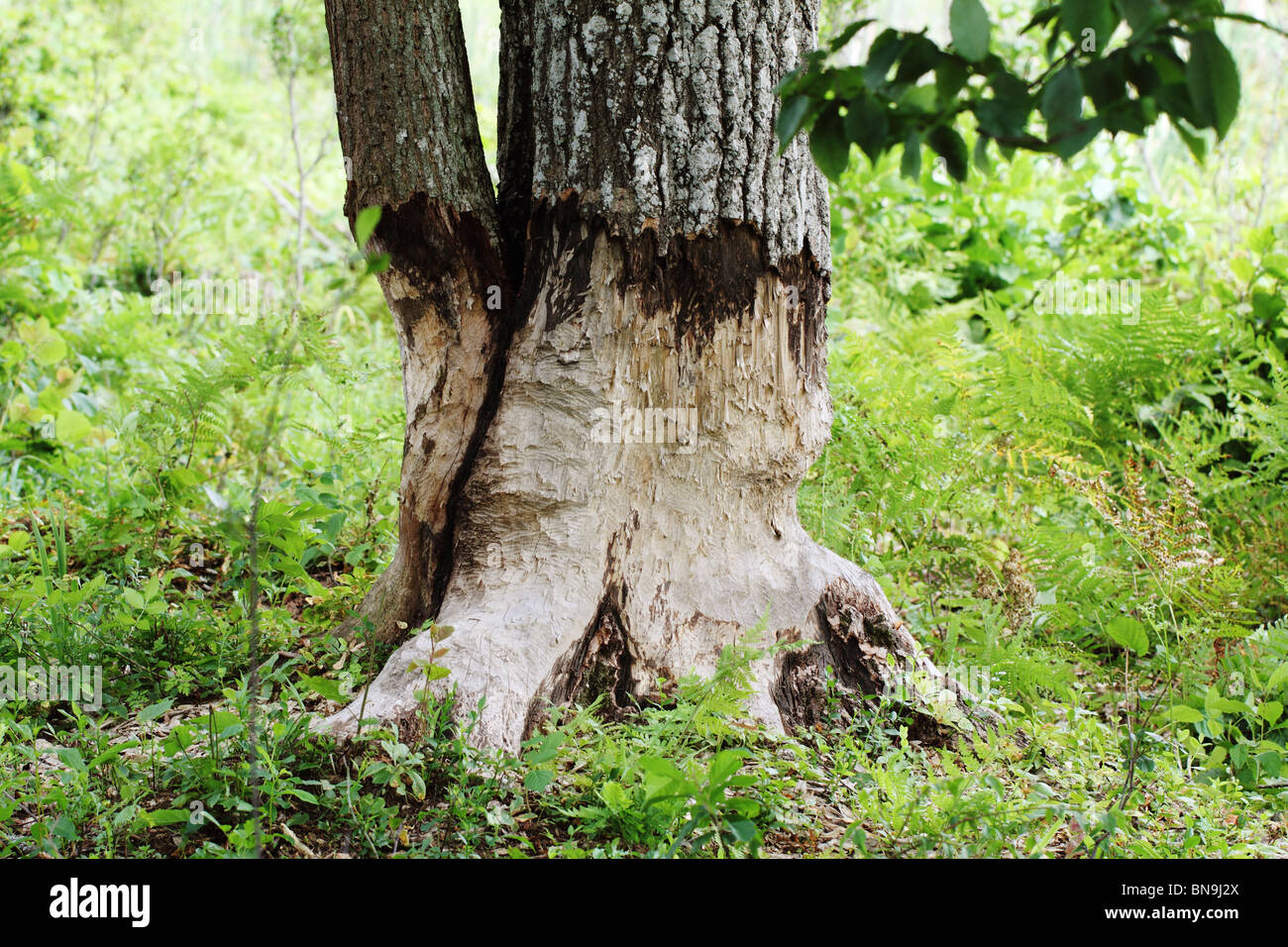 Beaver gnawing on a tree Stock Photo